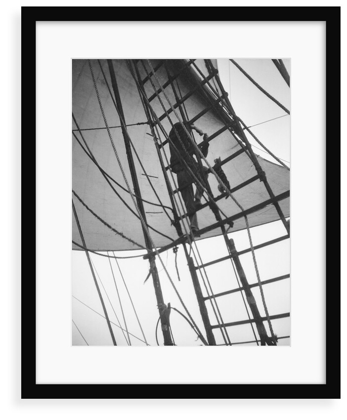 A seaman enticing the ship's cat up one of the shrouds of 'Pommern' (Fi, 1903) 4 masted barque, ex 'Mneme', Gustaf Erikson by Unknown