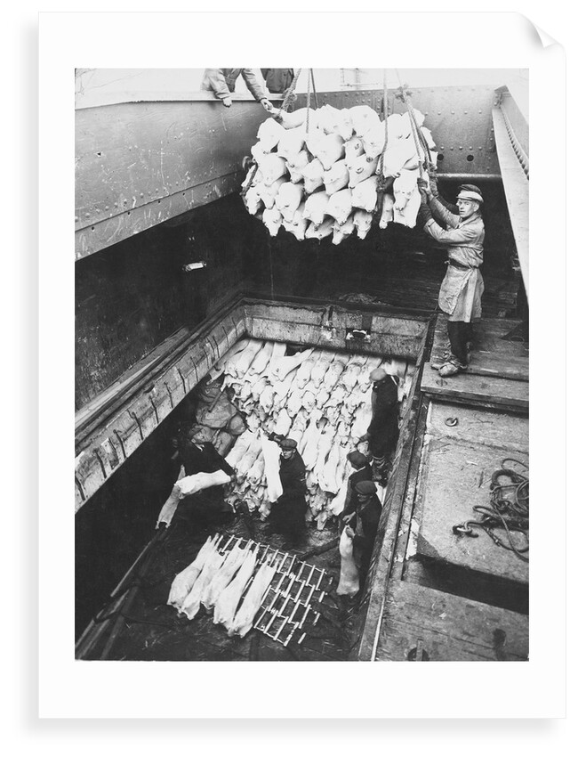 Unloading frozen meat from the 'Clan MacDougall' in 1877 by unknown