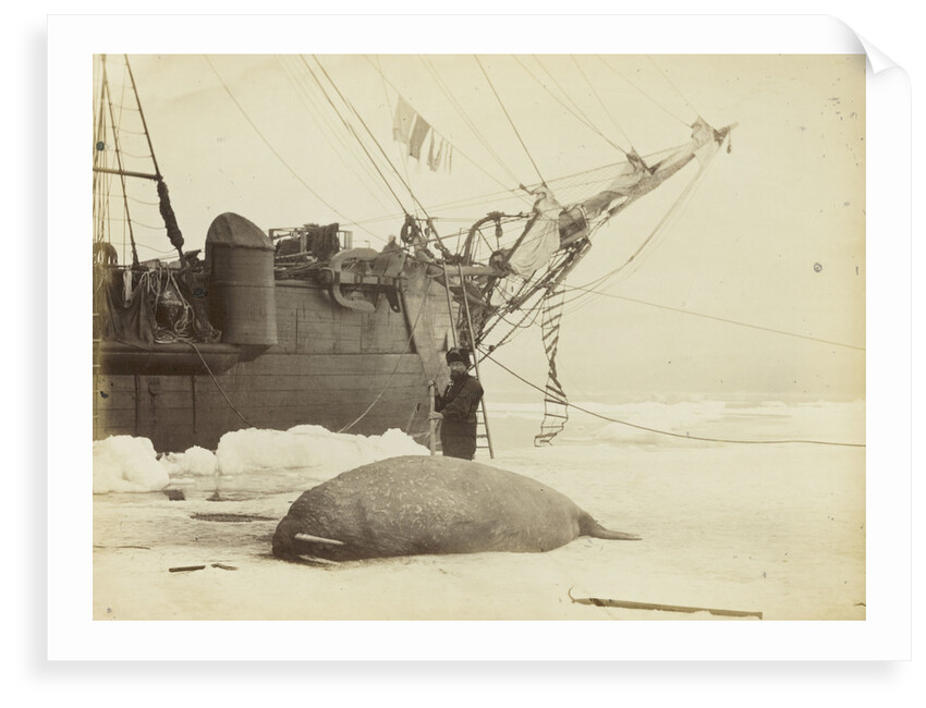 Walrus killed in Franklin Pierce Bay, 10 August 1875 by George White