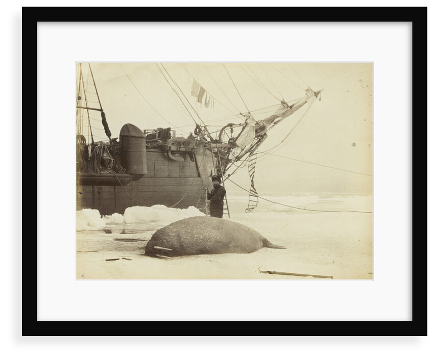 Walrus killed in Franklin Pierce Bay, 10 August 1875 by George White