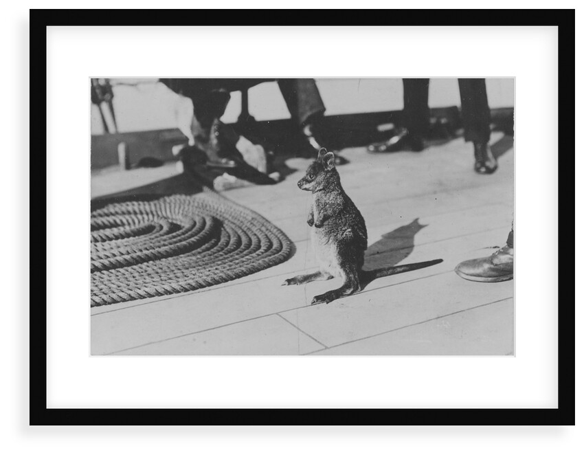 Wallaby on HMS 'Renown' (1916) during her 1920 tour of Australia and New Zealand by unknown