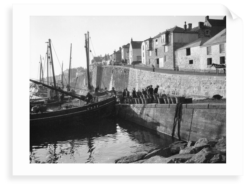 Newlyn, St Ives pilchard driver Godrevy [SS92] unloading a catch. by H. Oliver. Hill