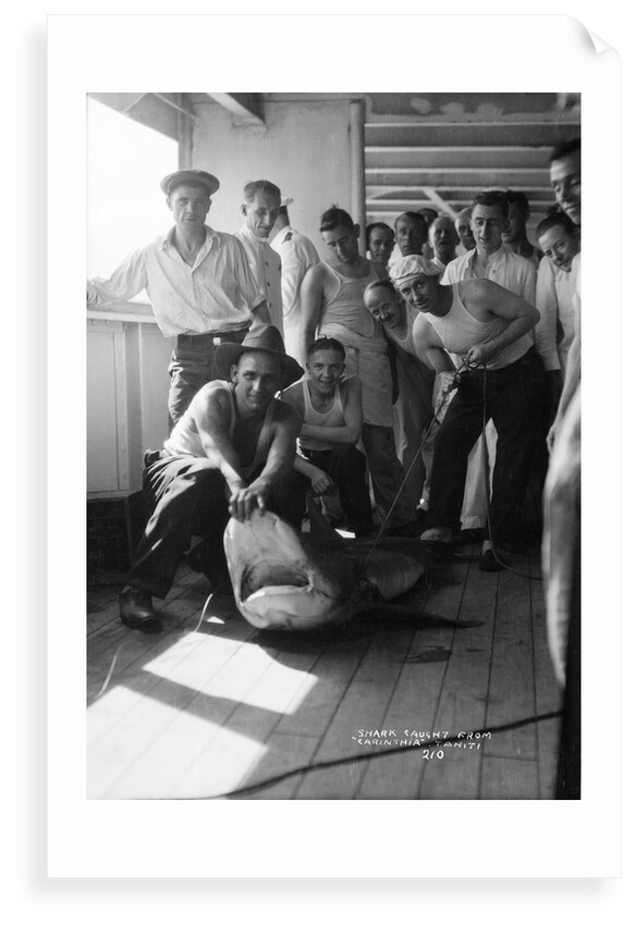 A group of off-duty crew from 'Carinthia' (1925) pose with a captured shark on deck by Marine Photo Service