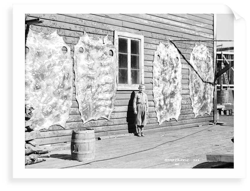 Reindeer skins, Hammerfest, Norway, 1930 by Marine Photo Service