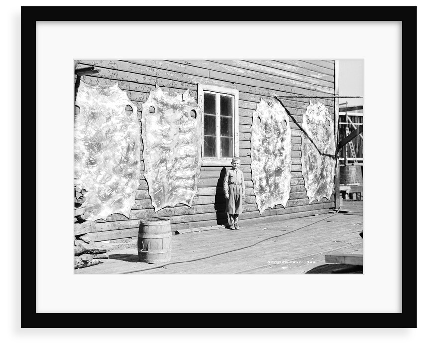 Reindeer skins, Hammerfest, Norway, 1930 by Marine Photo Service
