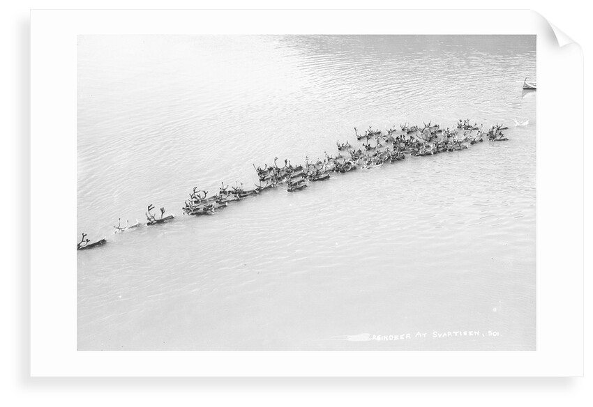 A herd of reindeer at Svartisen, Norway by Marine Photo Service