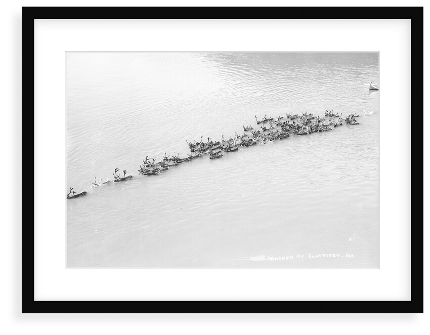 A herd of reindeer at Svartisen, Norway by Marine Photo Service