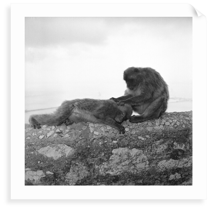 Barbary macaques on Gibraltar by Marine Photo Service