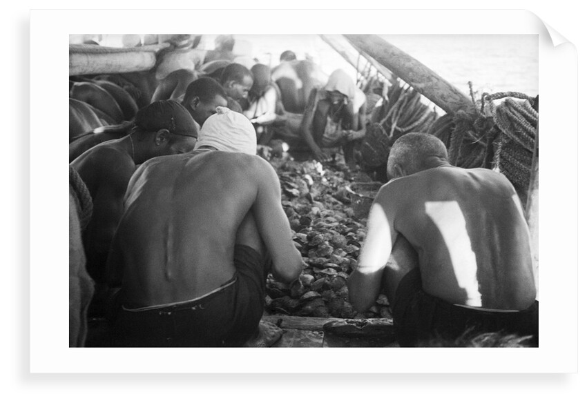 Divers looking through oysters by Alan Villiers