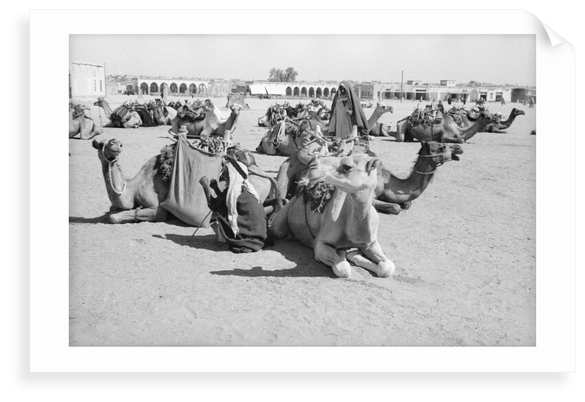 Kuwait City Safat Beduin camel park. by Alan Villiers