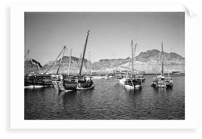Zarooks and sambuks ride at anchor, Ma'alla, Aden by Alan Villiers