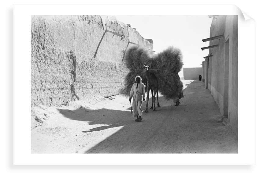 Camel-load of brushwood being transported, Kuwait City by Alan Villiers