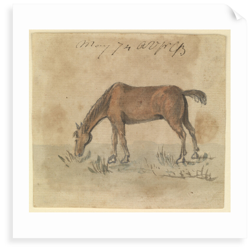 A grazing horse by Gabriel Bray