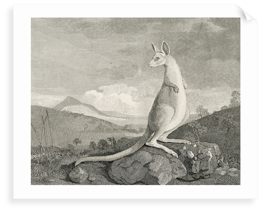 An animal found on the coast of New Holland, called Kanguroo by William Byrne