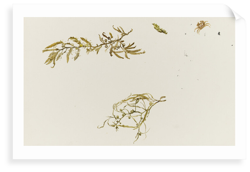 Seaweed and a crab by William Lionel Wyllie