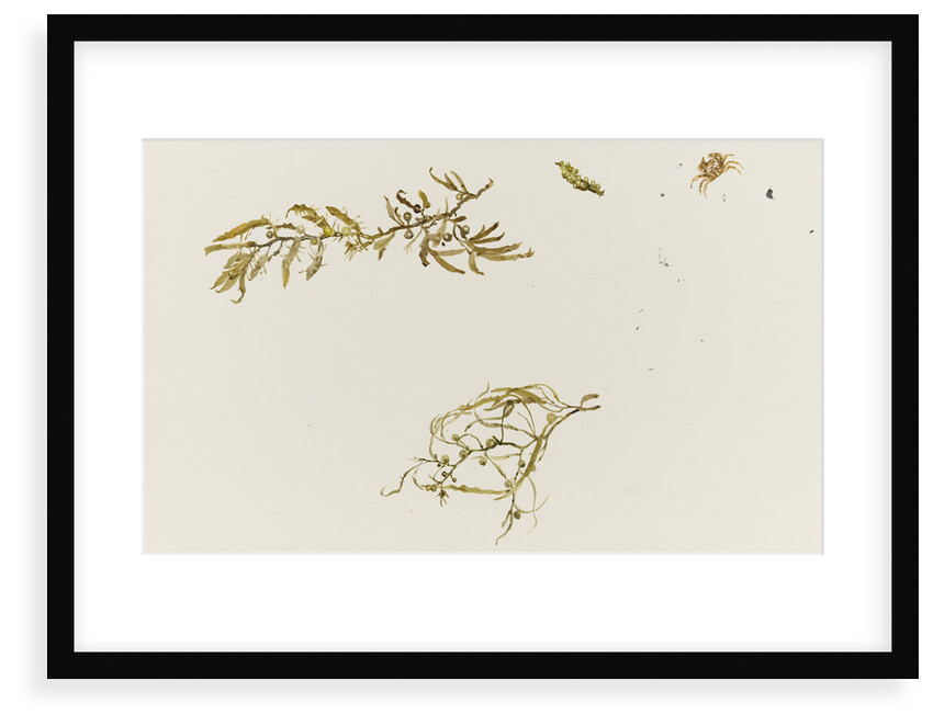 Seaweed and a crab by William Lionel Wyllie