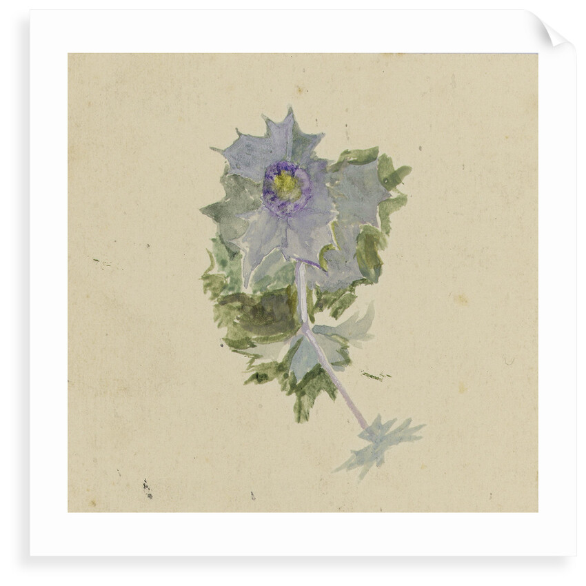 Blue flower with mauve centre, possibly sea holly by William Lionel Wyllie