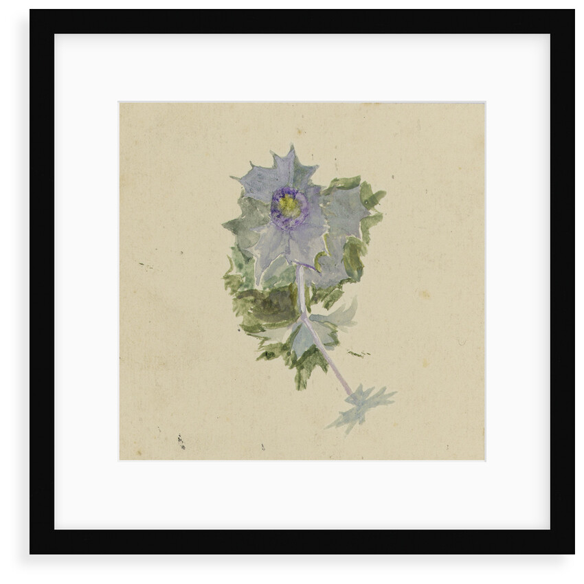 Blue flower with mauve centre, possibly sea holly by William Lionel Wyllie