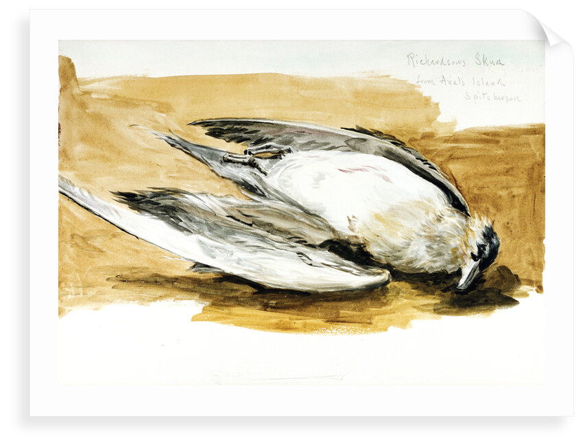 Richardson's skua from Axel's Island, Spitsbergen by William Lionel Wyllie