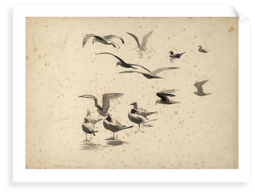 Seabirds standing in water and in flight by William Lionel Wyllie
