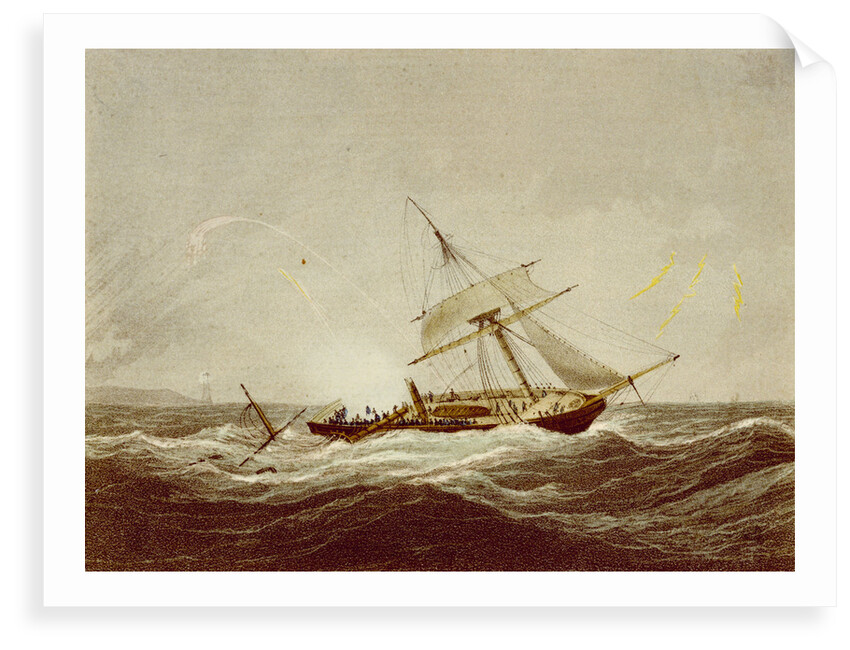 The 'Surinam' by Nicholas Matthew Condy