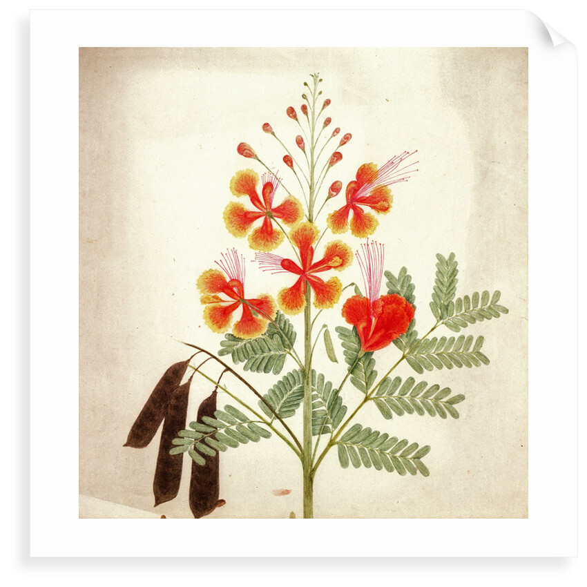 Flower study by Nicholas Tomlinson