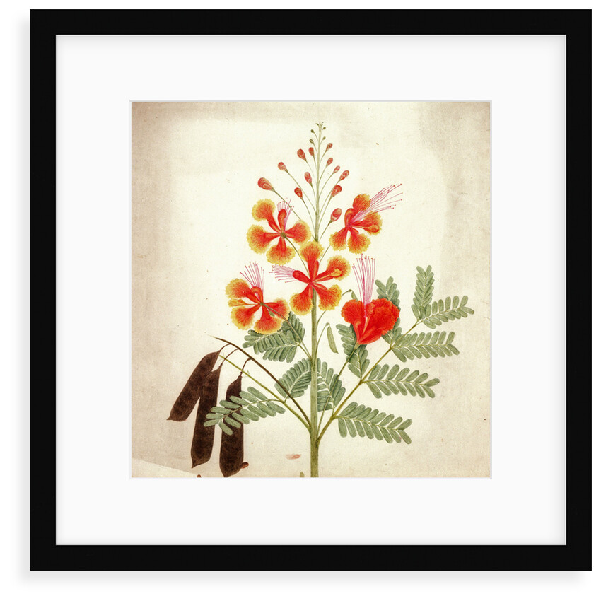 Flower study by Nicholas Tomlinson