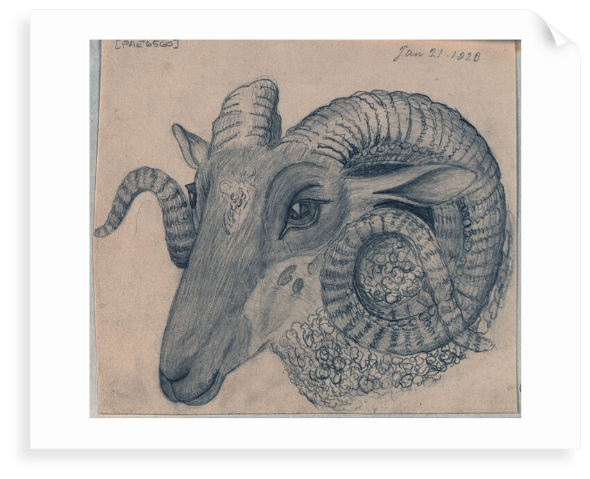Study of the head of a ram by Edward William Cooke