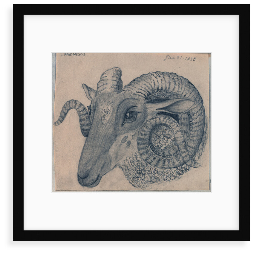 Study of the head of a ram by Edward William Cooke