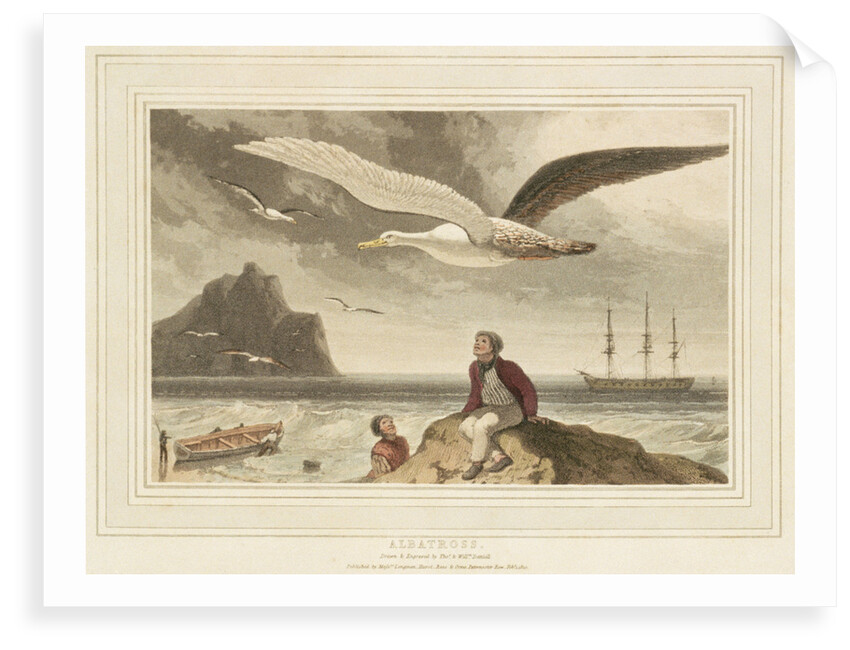 Albatross by Thomas Daniell