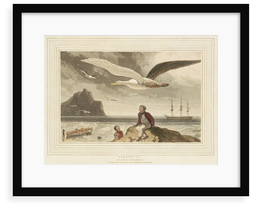 Albatross by Thomas Daniell
