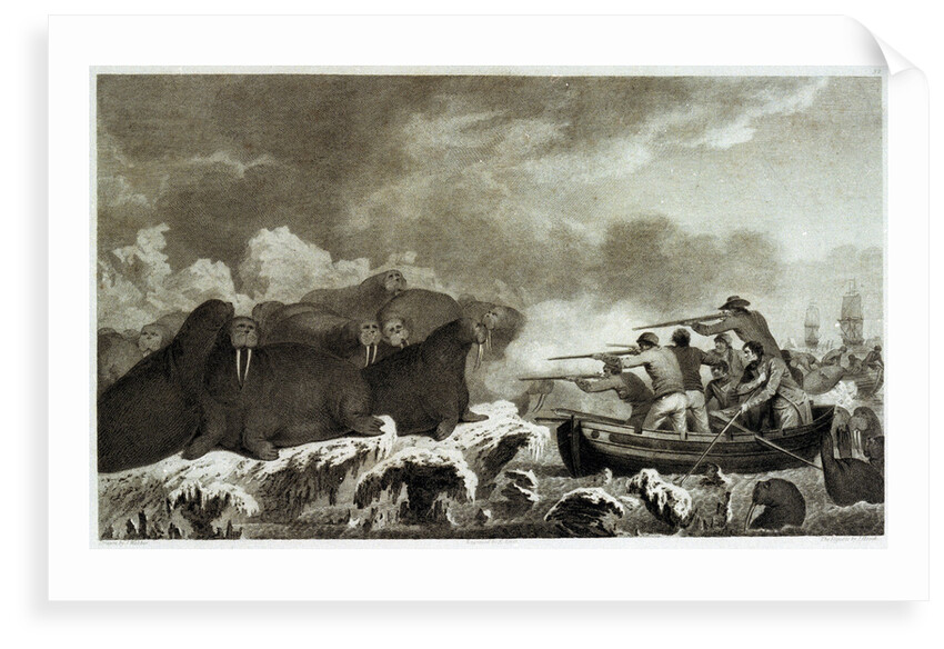 Sea horses [hunting of walrus] by John Webber