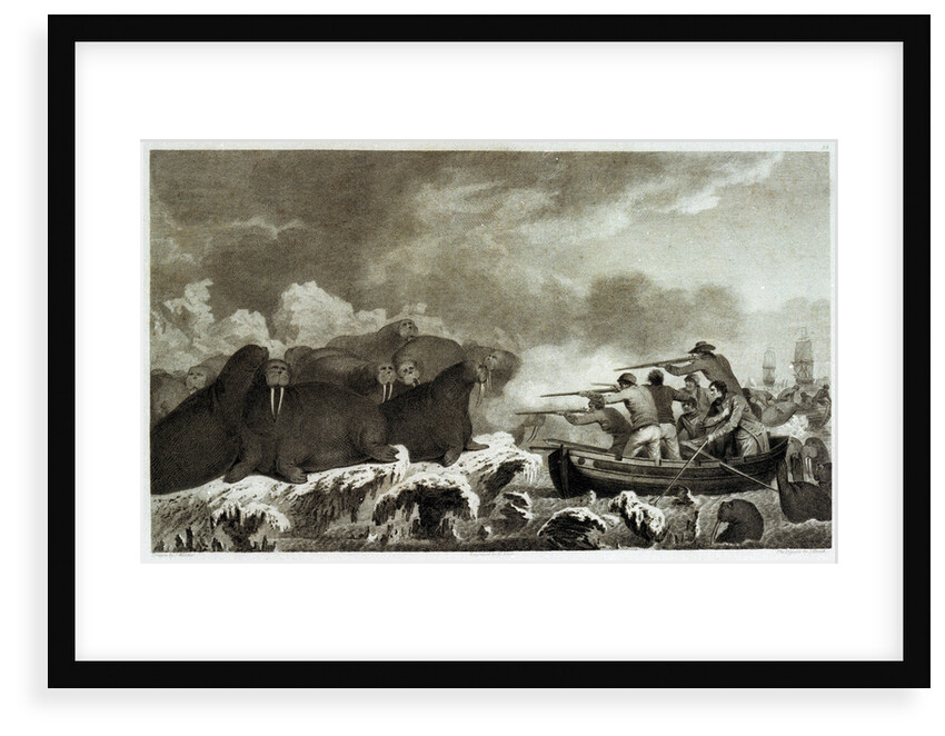 Sea horses [hunting of walrus] by John Webber