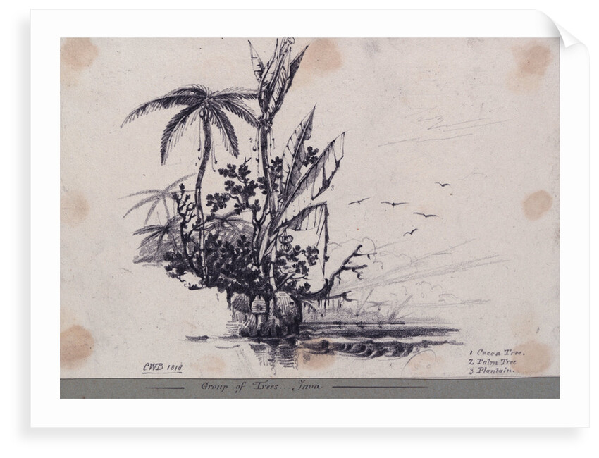 Group of trees.... Java. 1. Cocoa Tree, 2. Palm Tree, 3. Plantain by C. W. Browne