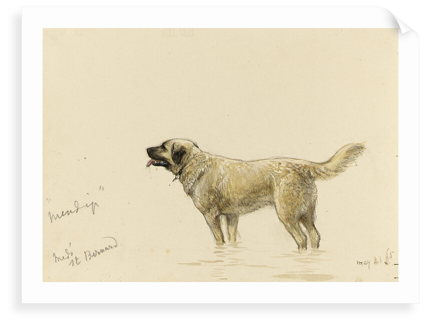 'Mendip' Megs St Bernard dog by John Brett