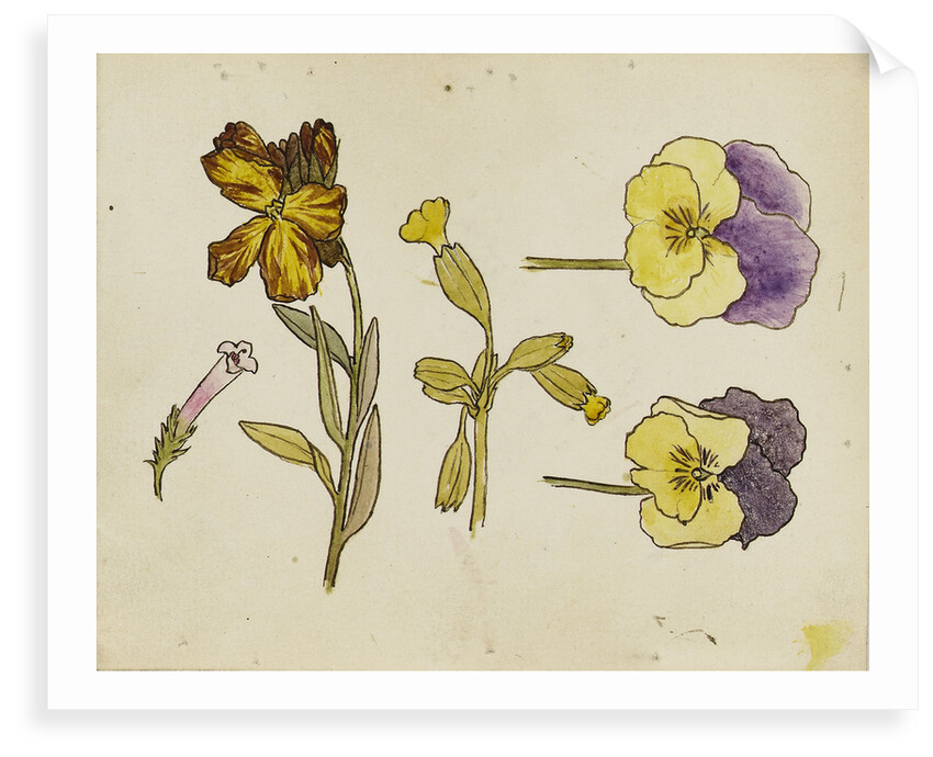 Study of flowers - pansy, wallflower by Rosa Brett