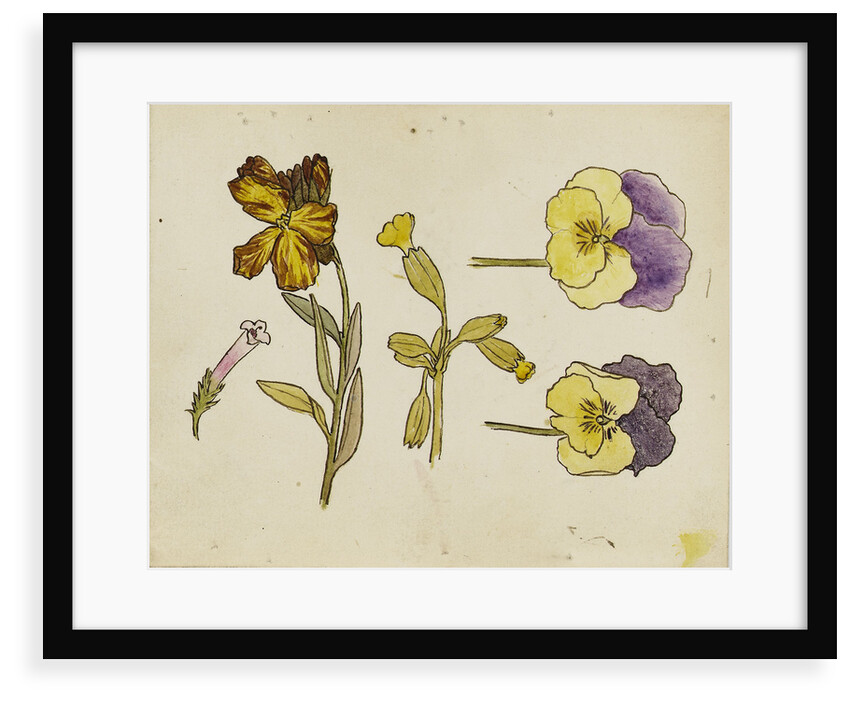 Study of flowers - pansy, wallflower by Rosa Brett