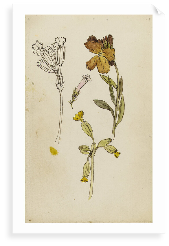 Study of flowers - wallflower and cowslip by Rosa Brett