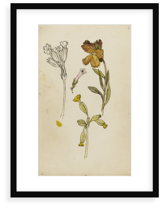 Study of flowers - wallflower and cowslip by Rosa Brett