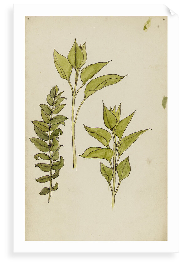 Study of leaves by Rosa Brett
