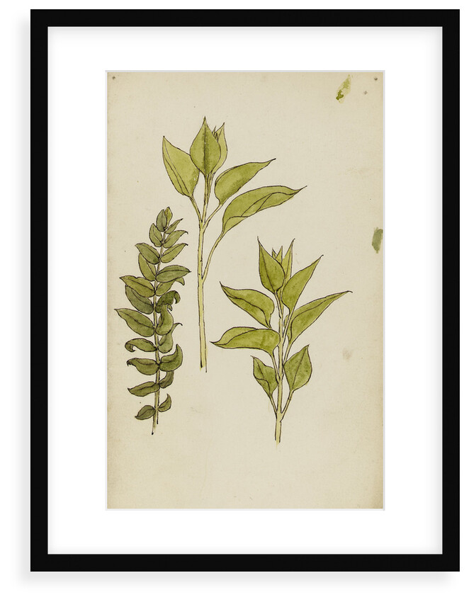 Study of leaves by Rosa Brett