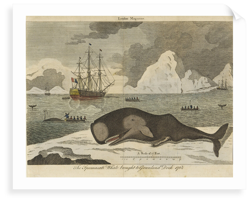 The spermwhale brought to Greenland dock by unknown