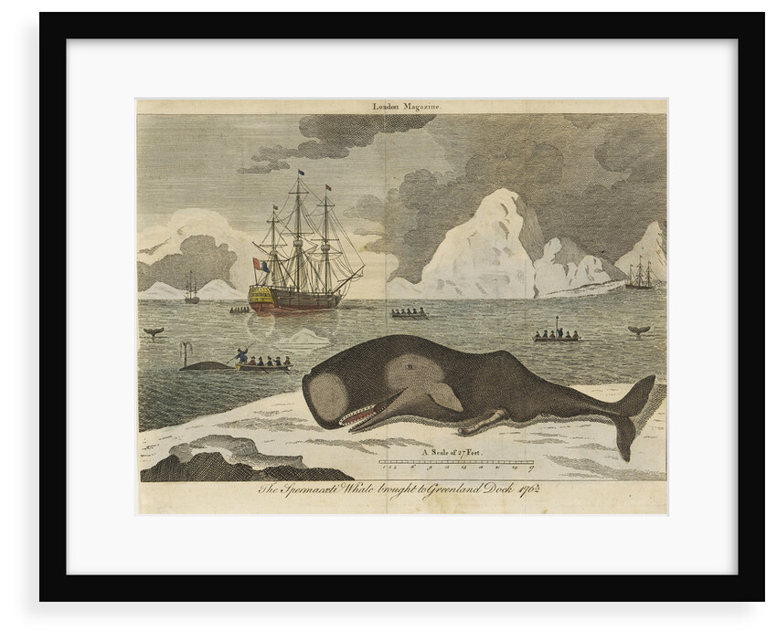 The spermwhale brought to Greenland dock by unknown