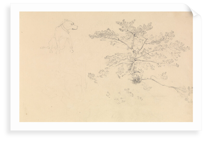 Study of a dog wearing collar and of tree branches by John Christian Schetky