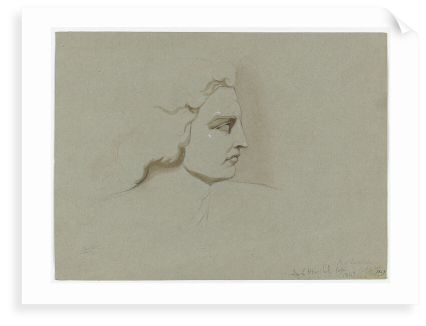 Castor by Margaret Louisa Herschel