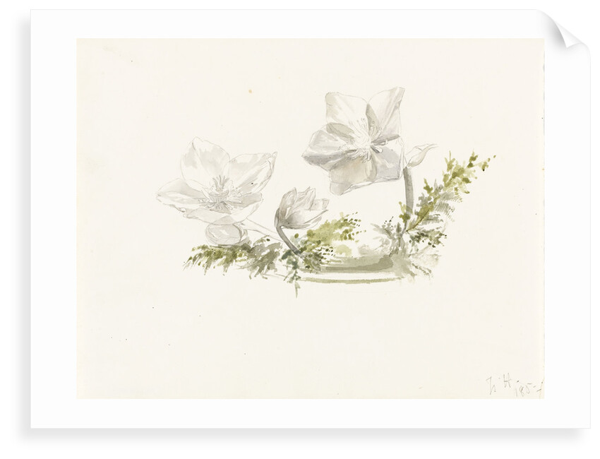 Study of a flower arrangement - possibly Christmas roses by Margaret Louisa Herschel