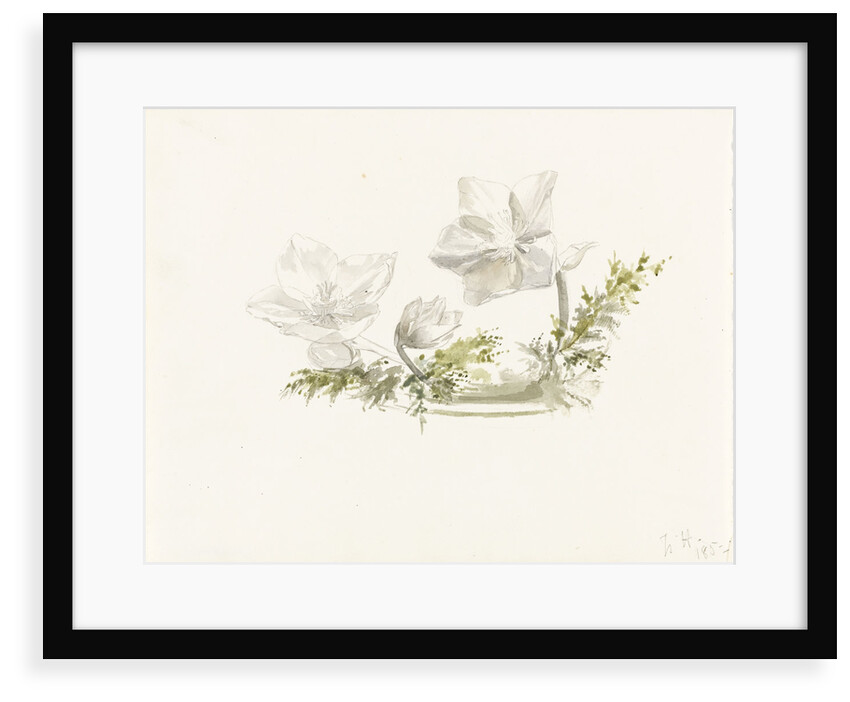 Study of a flower arrangement - possibly Christmas roses by Margaret Louisa Herschel