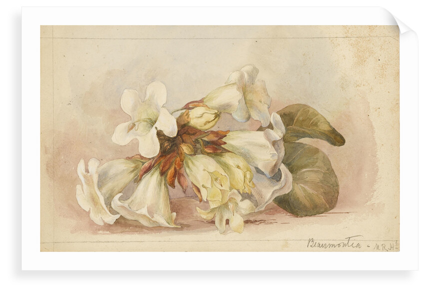 Beaumontia by Matilda Rose Herschel