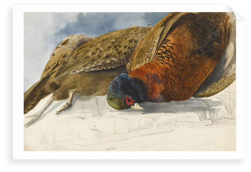 Study of a brace of pheasants by Matilda Rose Herschel