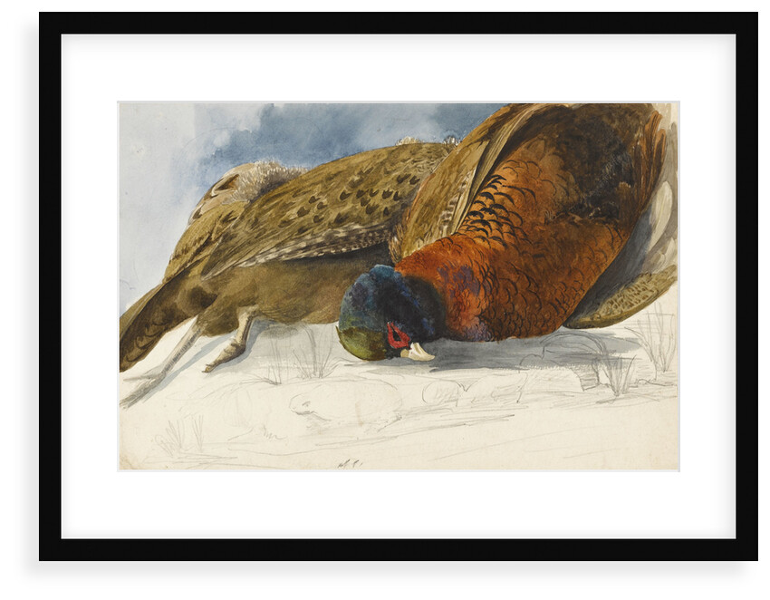 Study of a brace of pheasants by Matilda Rose Herschel